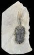 Trident Walliserops Trilobite - Fine Specimen #56558-1